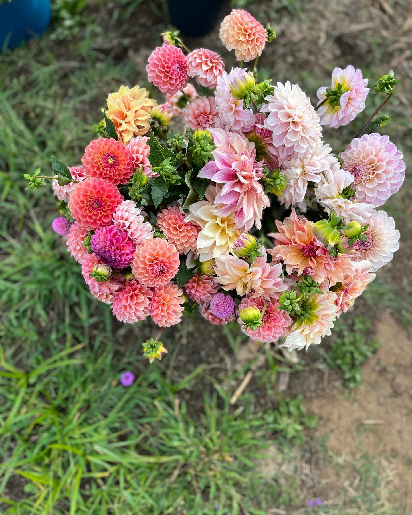 flower picking