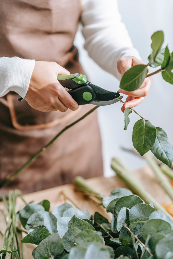 How to grow roses from cuttings