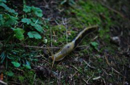 10 ways to get rid of slugs in your garden for good