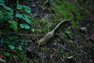 10 ways to get rid of slugs in your garden for good