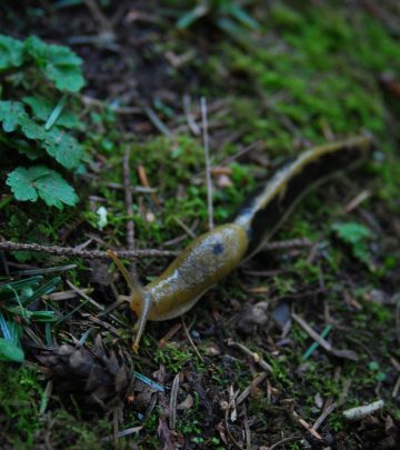 10 ways to get rid of slugs in your garden for good