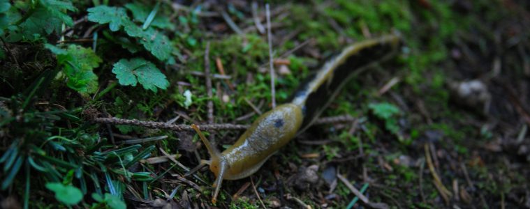 10 ways to get rid of slugs in your garden for good