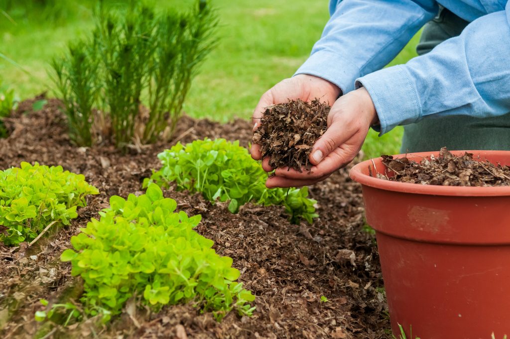 Vegetable gardening