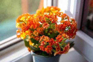 Christmas plants
