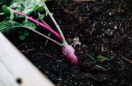 Vegetable patch