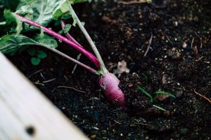 Vegetable patch