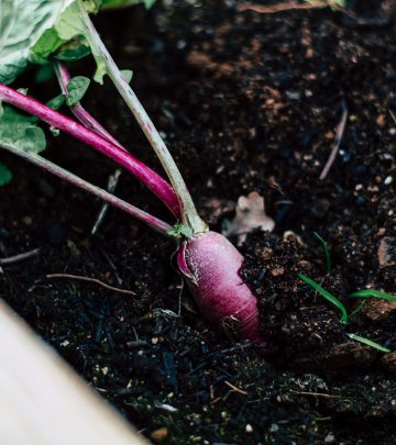 Vegetable patch