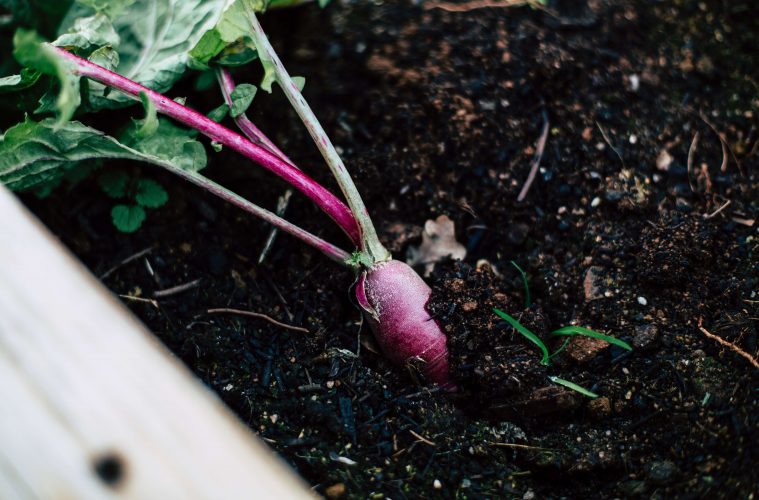 Vegetable patch