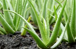 Aloe