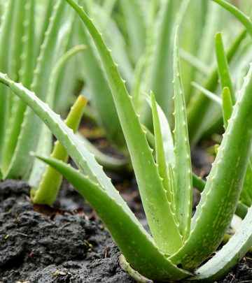 Aloe