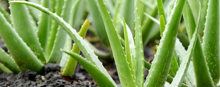 Aloe