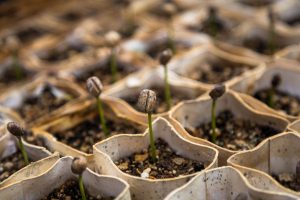 5 things you didn’t know you could compost