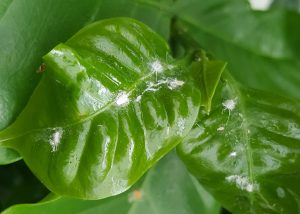 mealy bugs