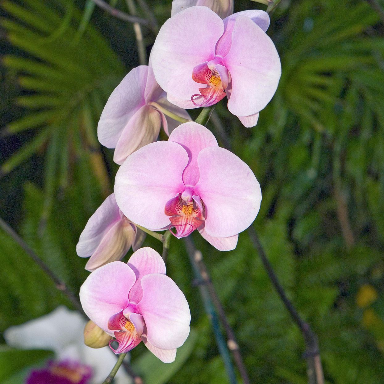 orchids