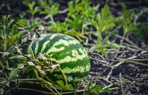 watermelon