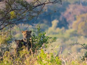 SA's conservation organisation, Wildlife ACT awarded Best for Nature-Positive Tourism