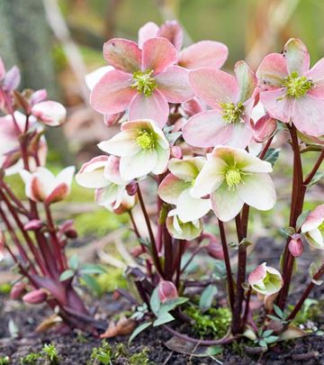 Hellebore