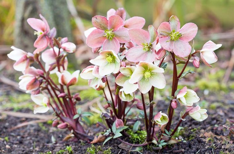 Hellebore