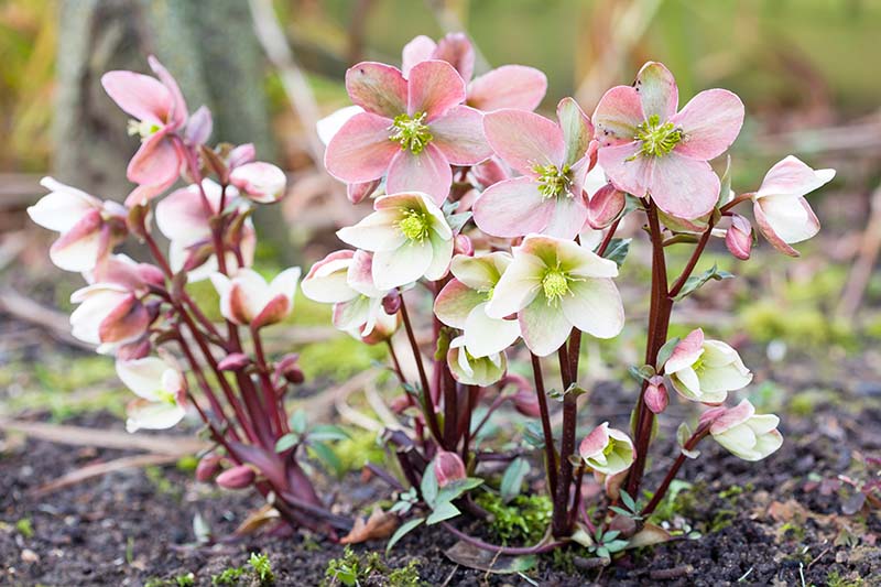 Deadhead your plants for a blooming garden with our step-by-step guide