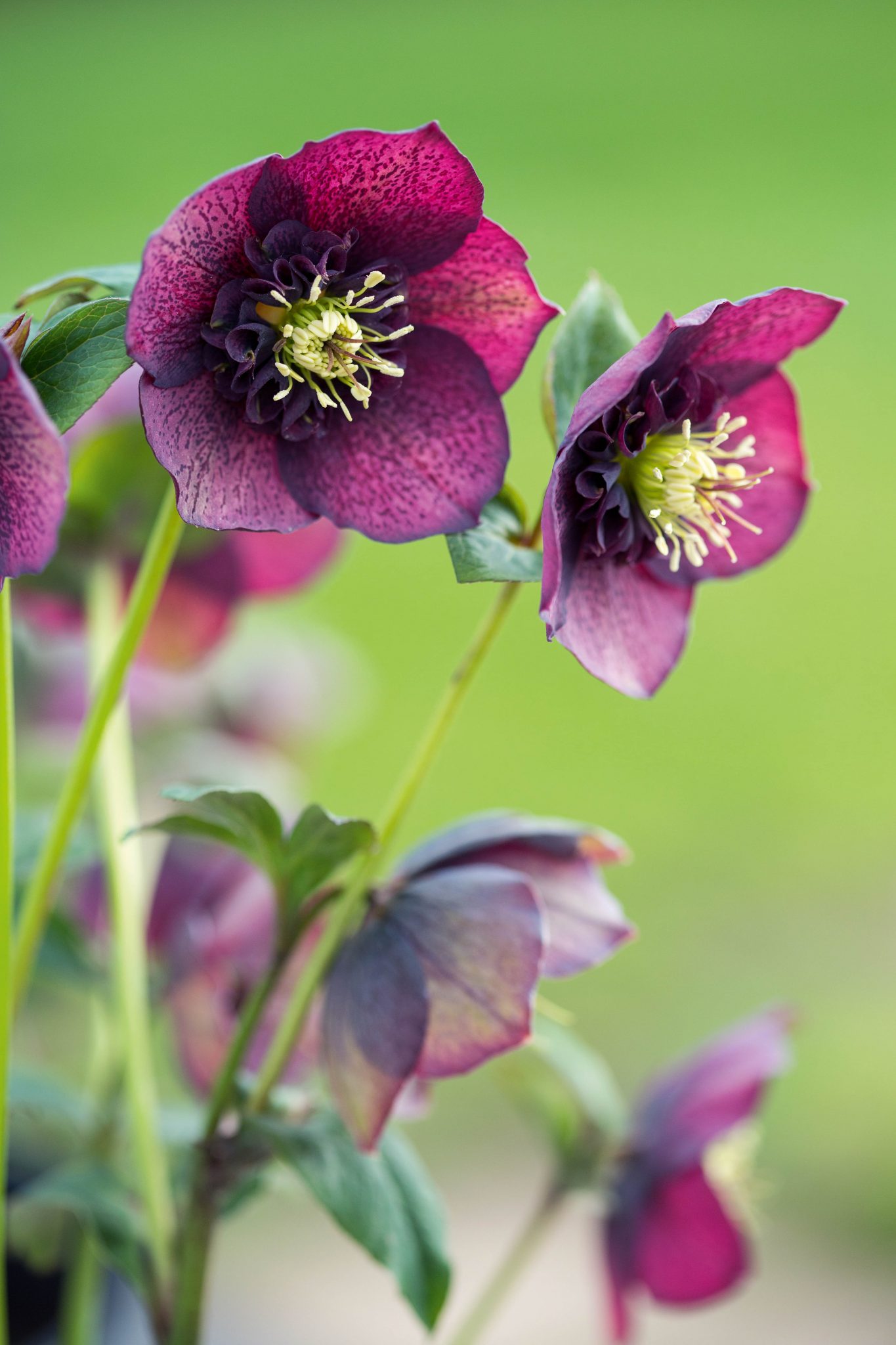 How to grow hellebores SA Garden and Home