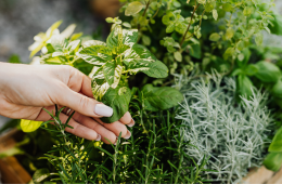 herbs in a container