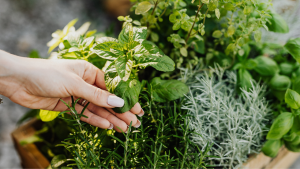 herbs in a container