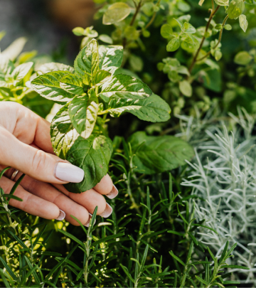 herbs in a container