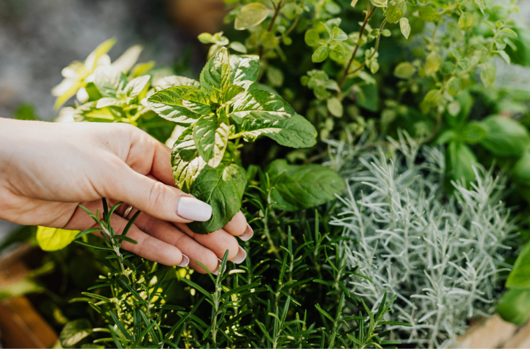 herbs in a container