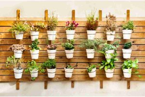 herbs