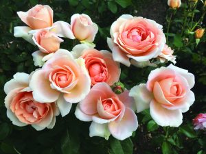 roses