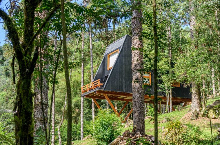 Treehouse in a forest