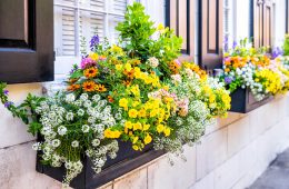 A window plant box