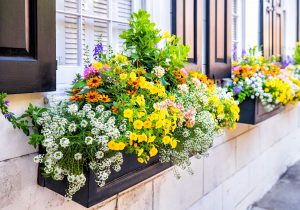 A window plant box