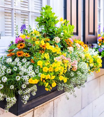 A window plant box