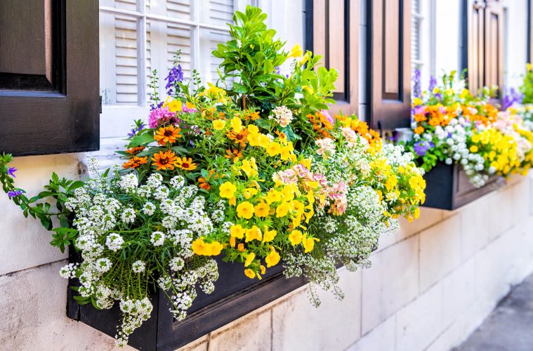 A window plant box