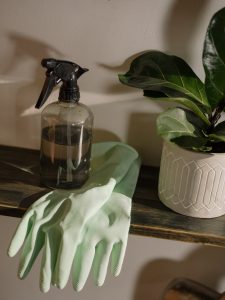 house plants