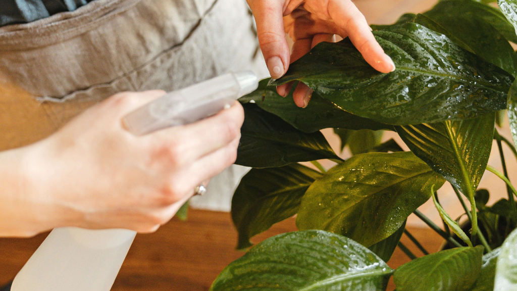 house plants