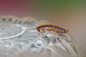 cockroach on a glass