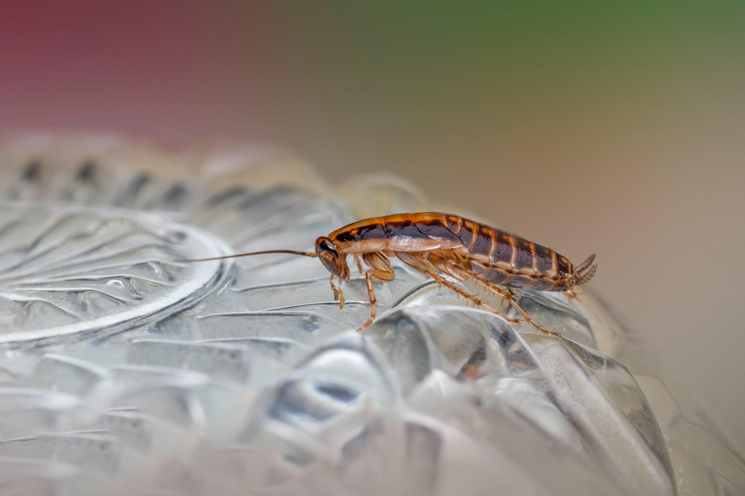 cockroach on a glass