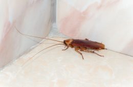 cockroach in a corner in the house