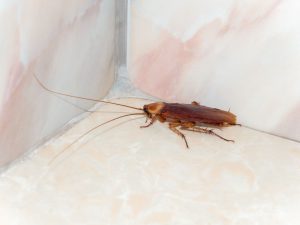 cockroach in a corner in the house