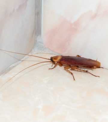 cockroach in a corner in the house
