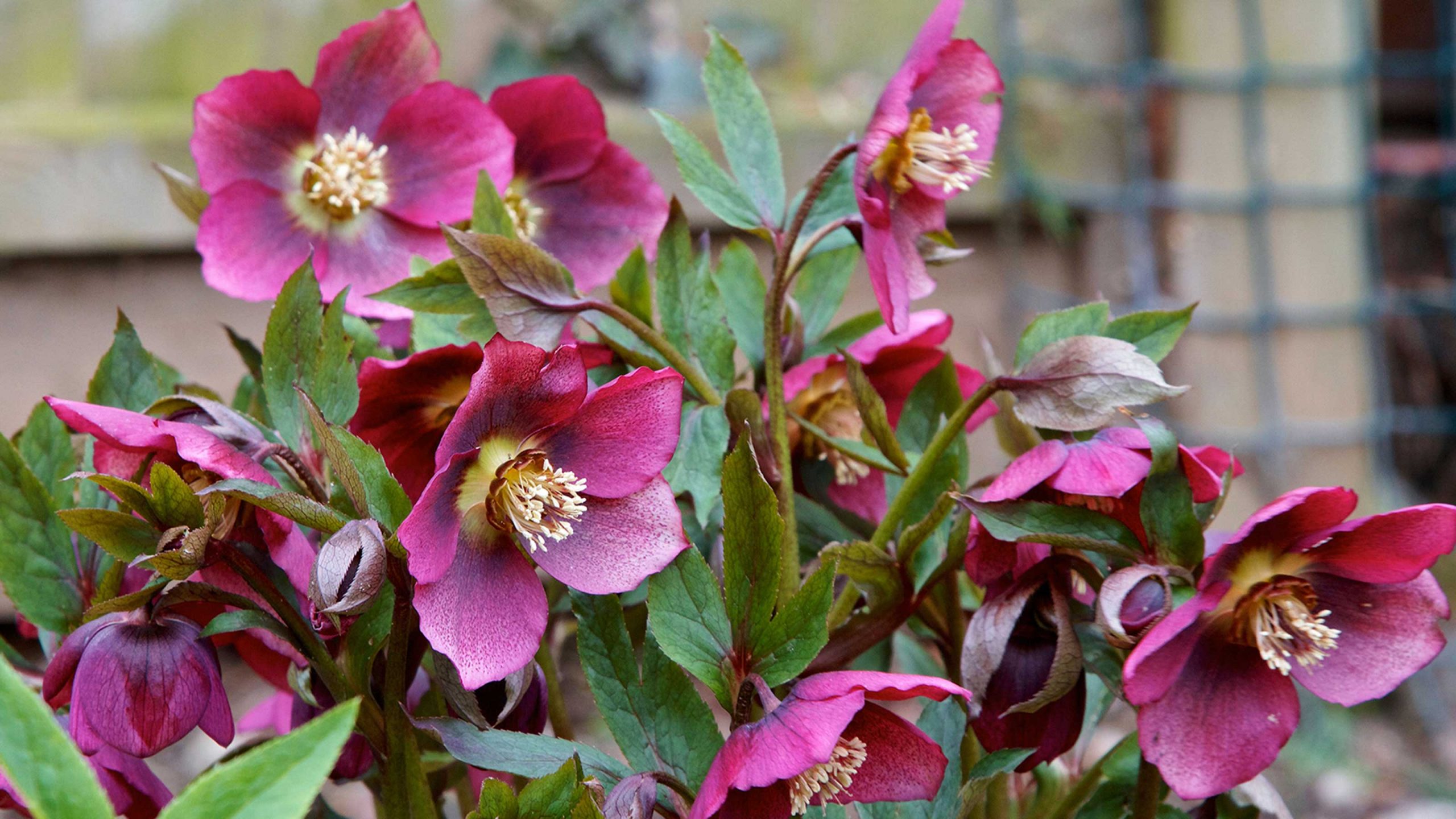 Hellebores