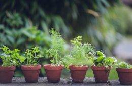 Naturally pest-free: 9 herbs to grow to keep pests at bay