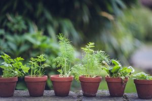 Naturally pest-free: 9 herbs to grow to keep pests at bay
