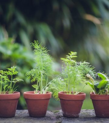 Naturally pest-free: 9 herbs to grow to keep pests at bay