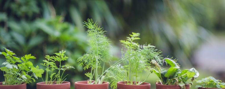 Naturally pest-free: 9 herbs to grow to keep pests at bay