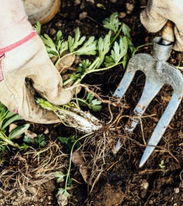 controlling weeds weed from her flowerbed.