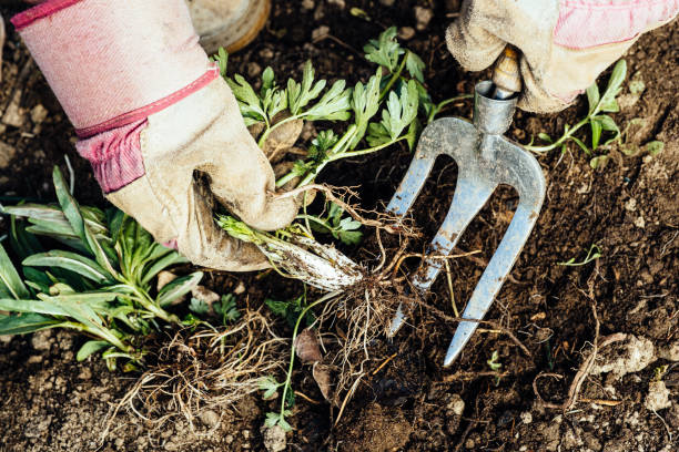 controlling weeds weed from her flowerbed.