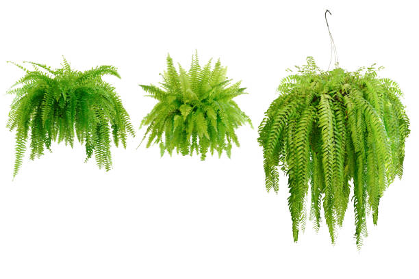 Hanging baskets Boston fern (Nephrolepis exaltata Bostoniensis) growing in rattan pot. Beautiful fresh green Common sword fern in a wicker basket for home decoration, isolated on white background